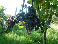 ECOVIN steht für ökologisch angebaute Weine